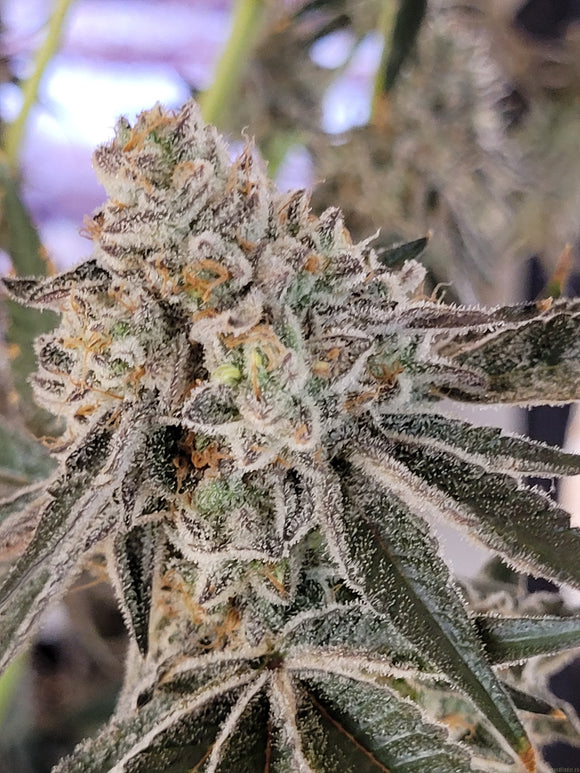 Truffaloha Clone