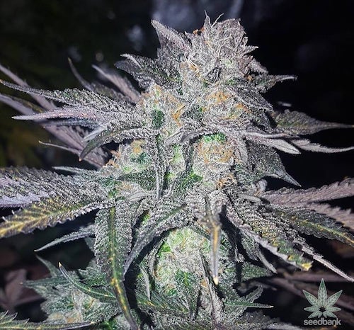White Widow Clone