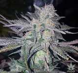 White Widow Clone
