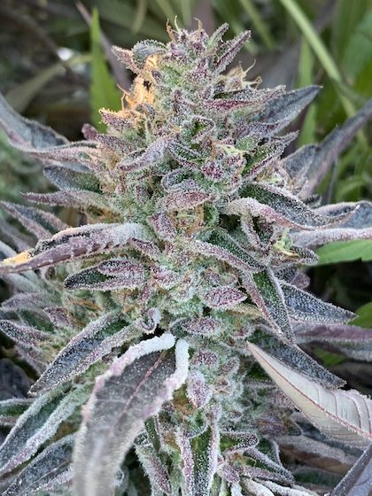 White Zlushie Clone
