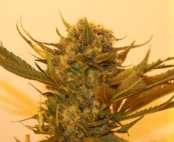 Resin Seeds Sour P