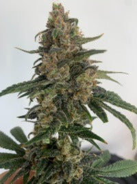 Resin Seeds CBD Medtonic