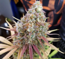 Dragon Flame Genetics Orange Dragon Rider