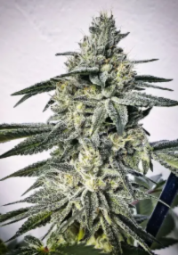 Resin Seeds LA Ultra