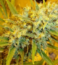 Resin Seeds - Critical Haze