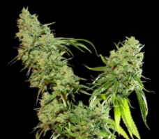 Resin Seeds Cannatonic