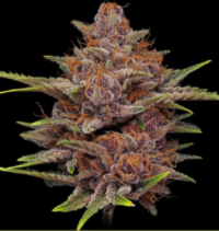 Mass Medical Strains Star Pupil