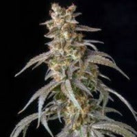 Mass Medical Strains Old Smuggler