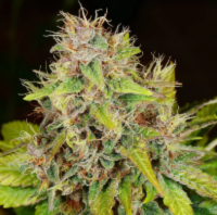 Mass Medical Strains Pupilstan