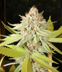 Mass Medical Strains King‘s Pupil