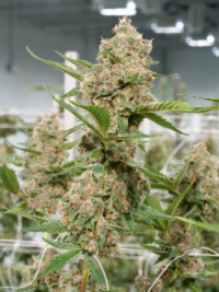 Mass Medical Strains Secret Project