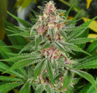 Mass Medical Strains - Drippy Eye