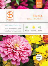 Zinnia