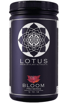 Lotus BLOOM